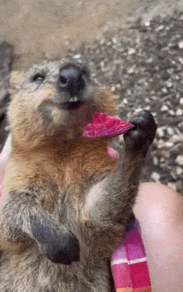 riBjQw.gif
