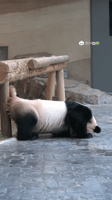 rotahK.gif
