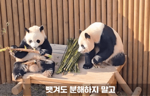 rqCjkJ.gif