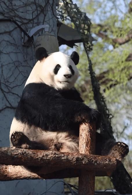 rqDFVT.gif