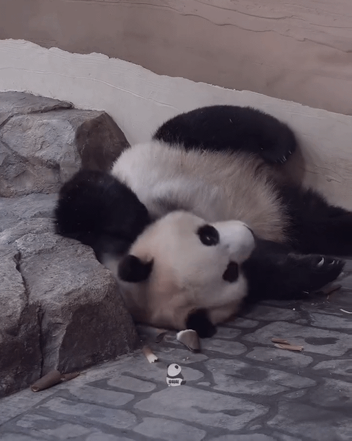 rtxYfB.gif