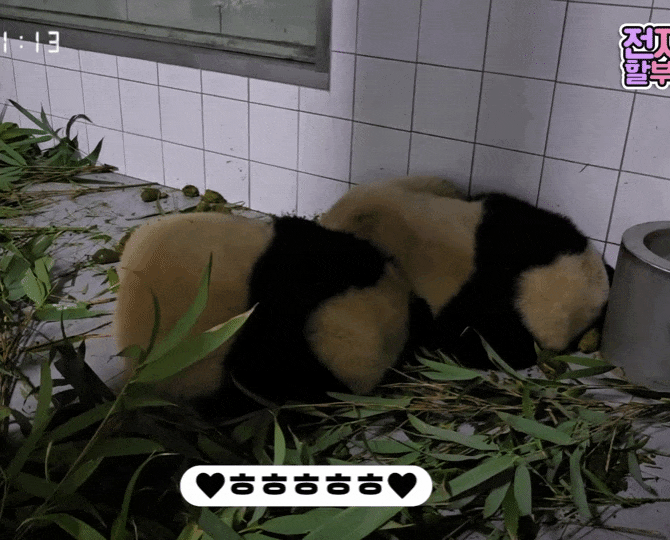 rzTCjk.gif