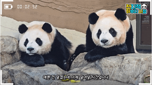 rzpxdk.gif