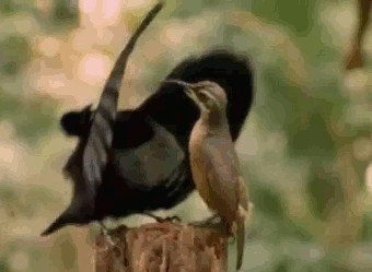 sIQVDS.gif