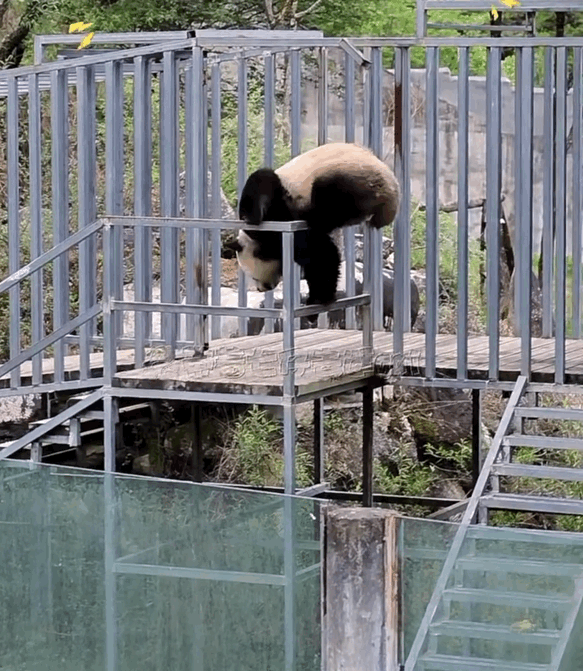 sPOKOW.gif