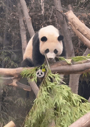 sVCViG.gif