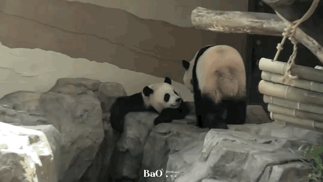sWyIrr.gif