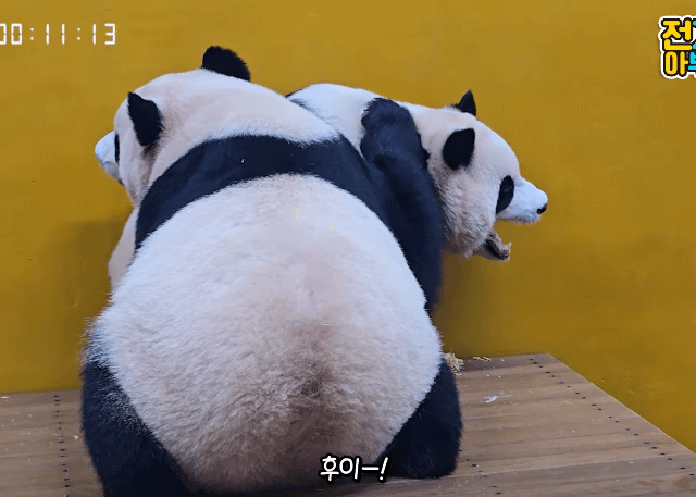 sfGAAE.gif