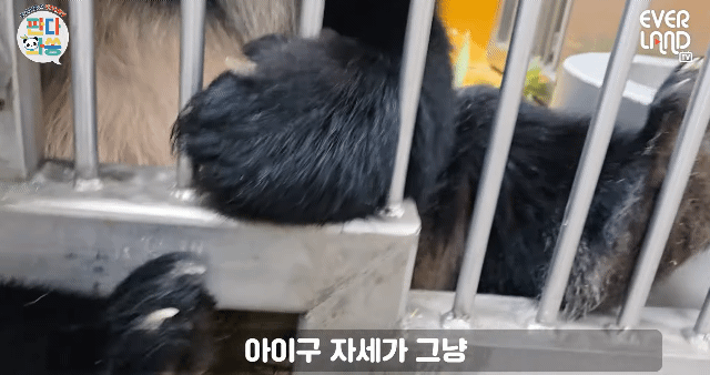 sjTXYP.gif