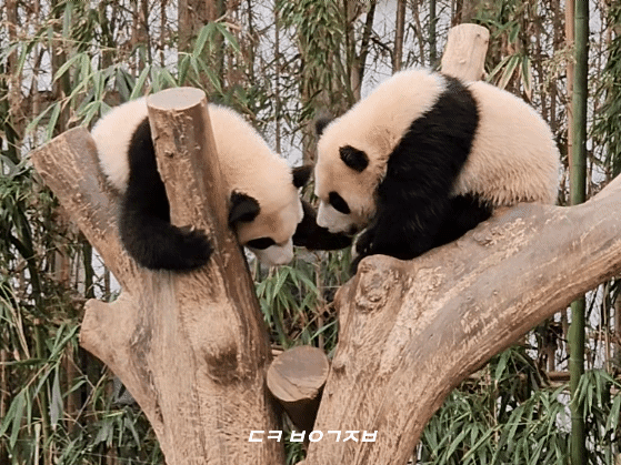 tCRiZt.gif
