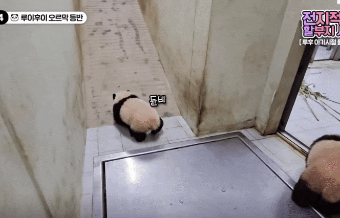 tSpHTj.gif