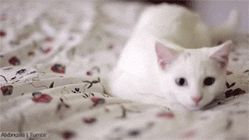 tzaKRK.gif