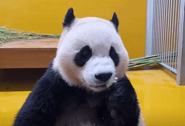 uRxKaj.gif