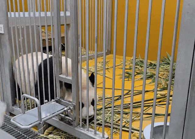 uXCKJq.gif