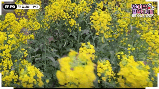ujaePx.gif