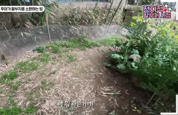 vDFmpM.gif
