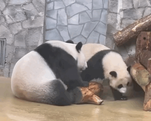 vIvPRx.gif