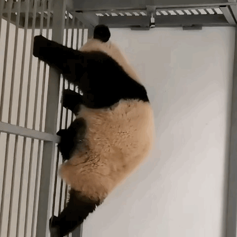 valpPj.gif