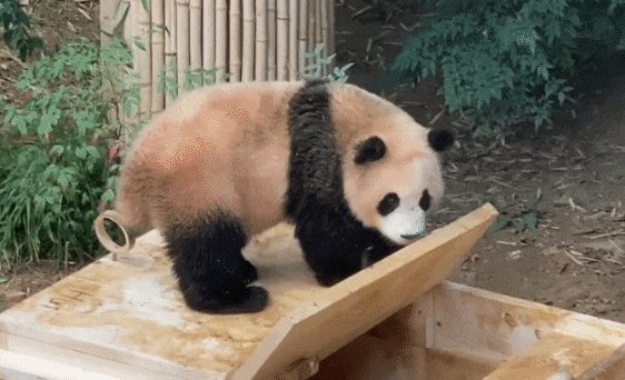 vbVEJo.gif