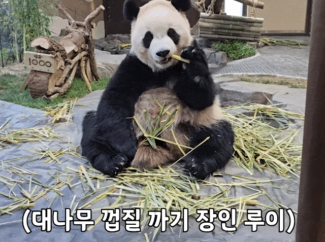 vjdcSt.gif