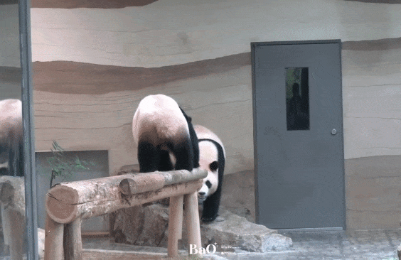 vpfPxk.gif