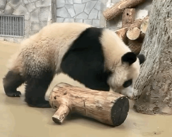 wDOMlP.gif