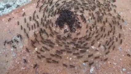 wMFXPv.gif