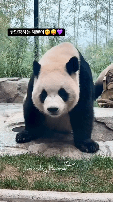 wMrsOL.gif