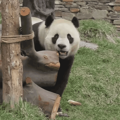 wPXCAi.gif