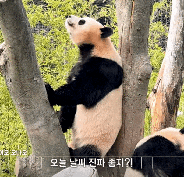 wjmlpD.gif