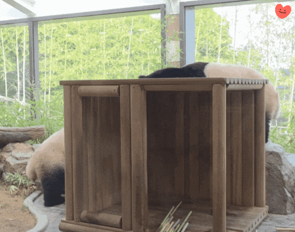 wkQsnC.gif