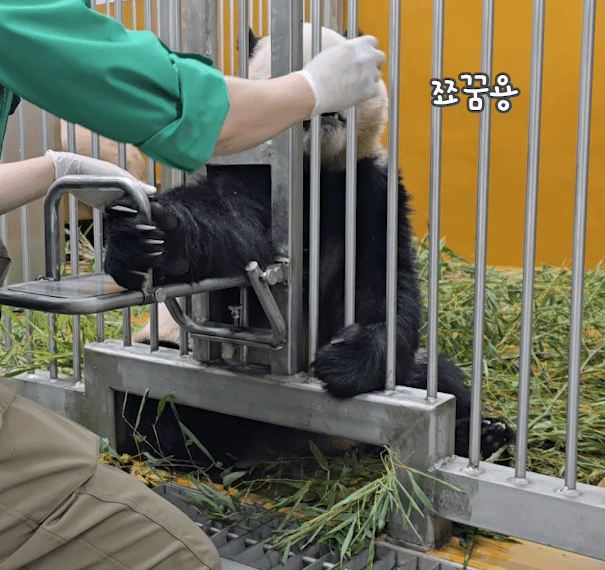 xCpyus.gif