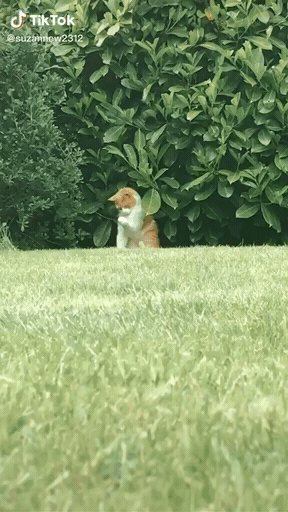xEklTm.gif