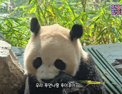 xFYpgC.gif