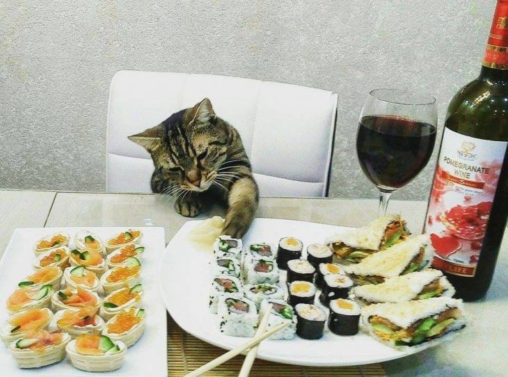 더쿠 - 😺어서오세요 고양이 와인가게 입니다~~