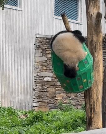 xLLPJy.gif