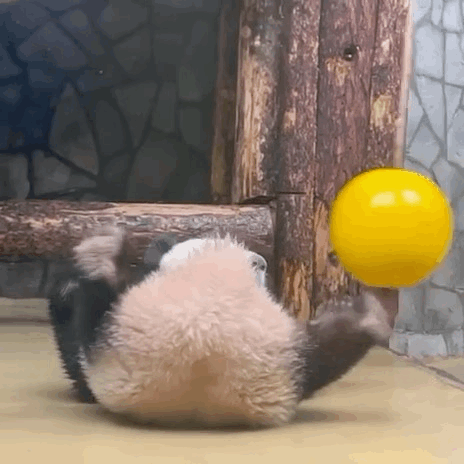 xNAwYi.gif
