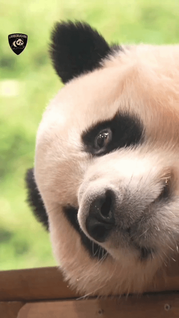 xOBQpj.gif