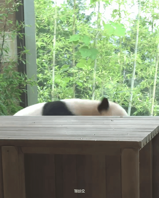 xVoPoa.gif
