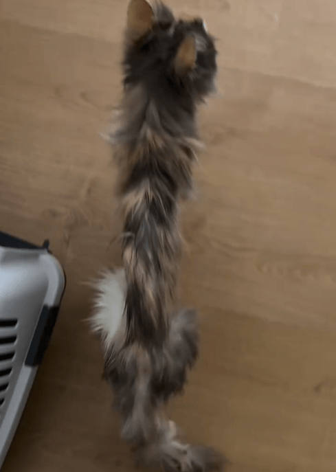 xcQTZF.gif