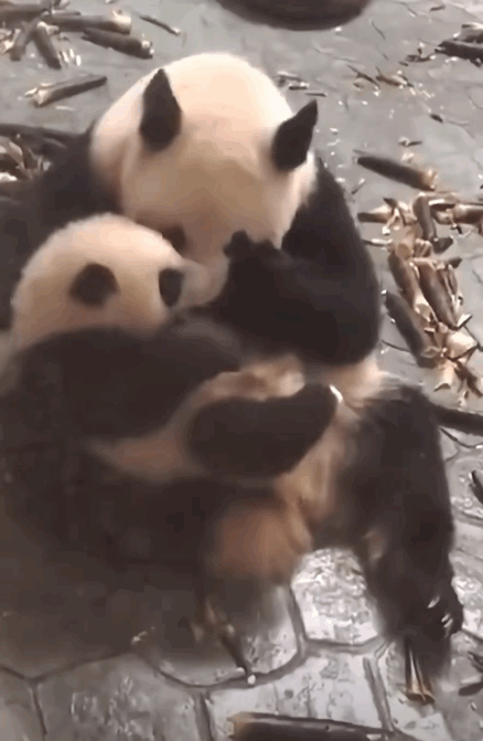 xkaVSJ.gif