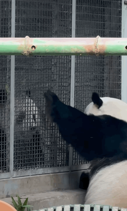 xrJvQA.gif