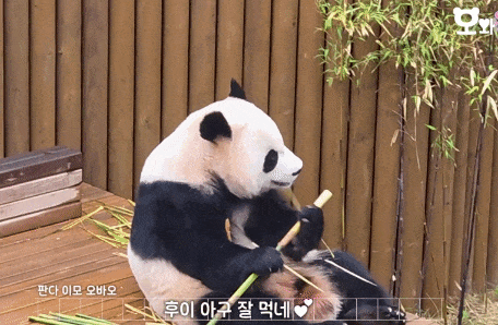 xxDzcT.gif