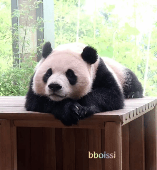 yJXEgv.gif