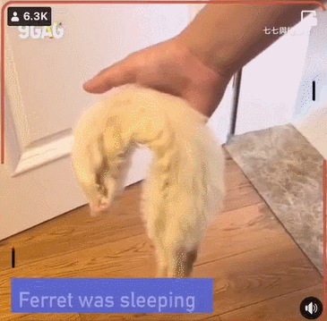 yNomIp.gif