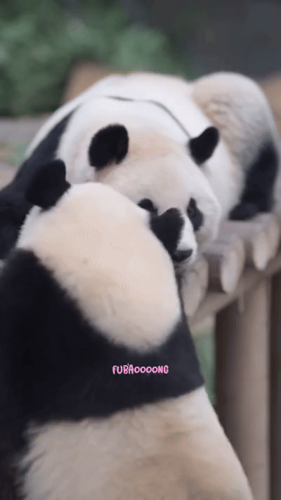 ySZWUa.gif