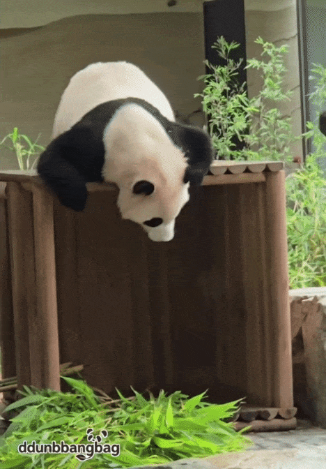 yldpzT.gif