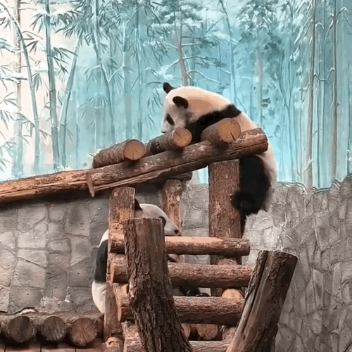 zNckPq.gif