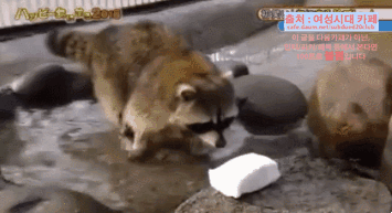 zOYXdk.gif