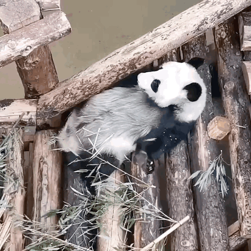 zPXkhy.gif